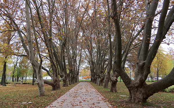 The St. Elizabeth's Park in Autumn